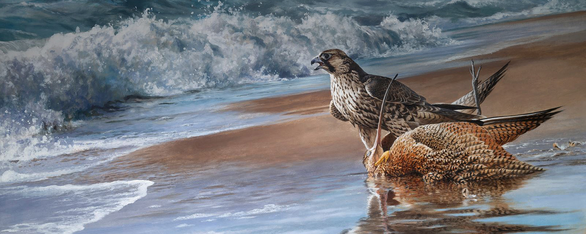 falcon on beach